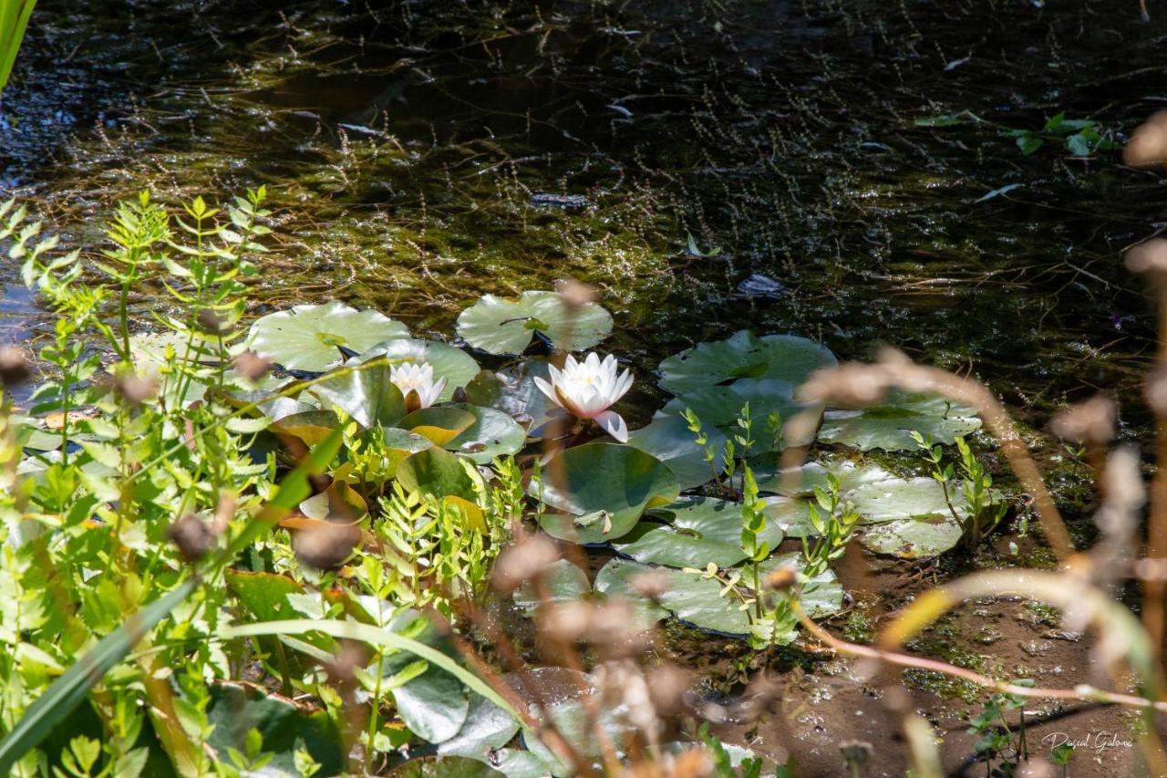Villa Marguerite 65 Rue Legout Lesage 76260 Ponts Et Marais Luaran gambar